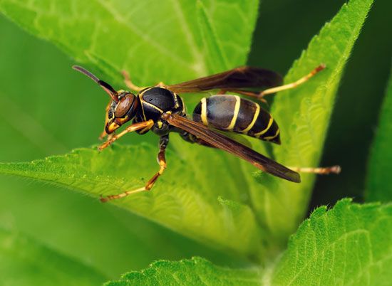 horarios pagantes spicy bet - Paper wasp