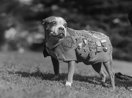 bet 44 - Sergeant Stubby at your service
