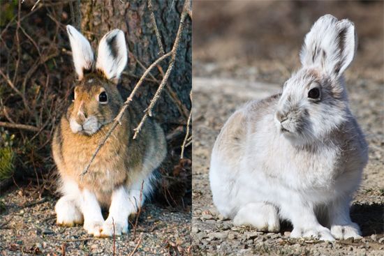 85 bets - Canada: snowshoe hare